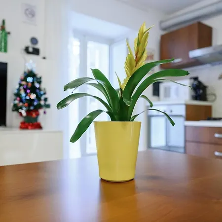 Zizì House Appartamento Roma